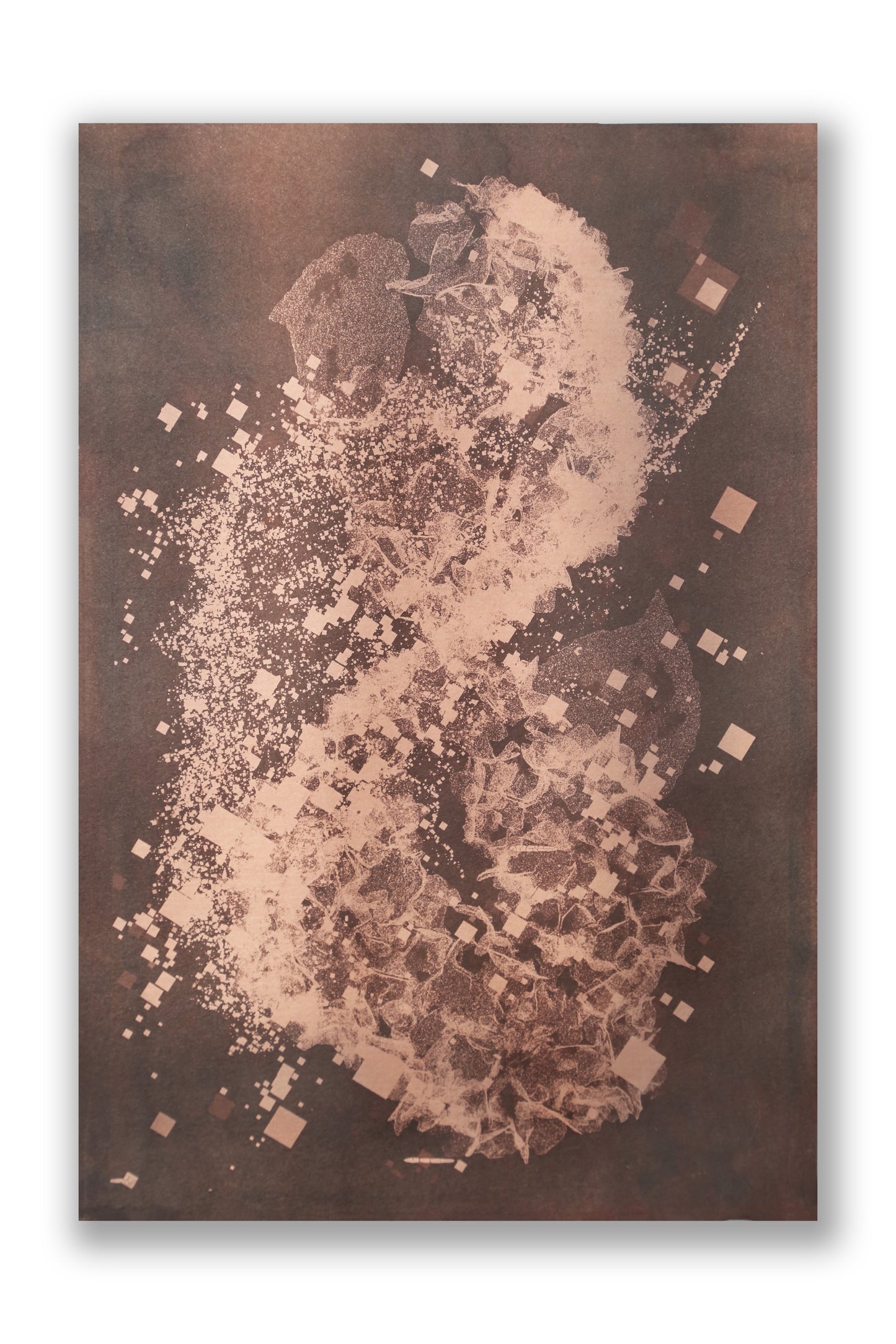 Biogram Toneprint: Hydrangea 1.6, unframed